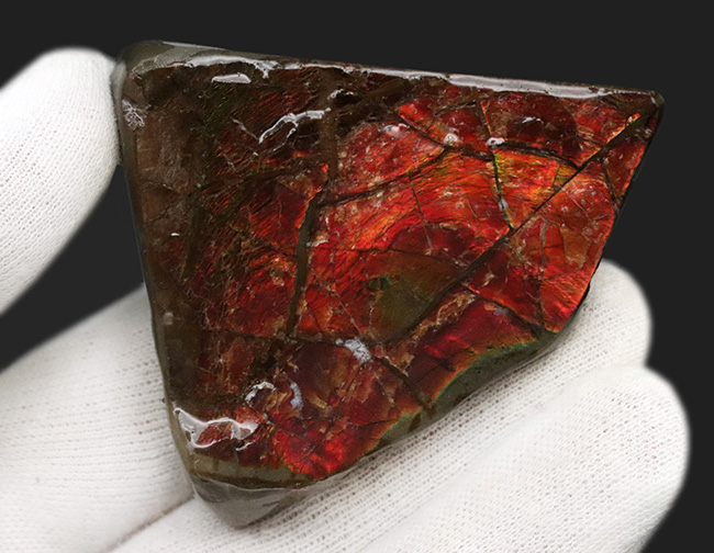 数千万年の時をへて宝石へと変化！濃い赤を呈する、宝石、アンモライト（Ammolite）の原石（その3）