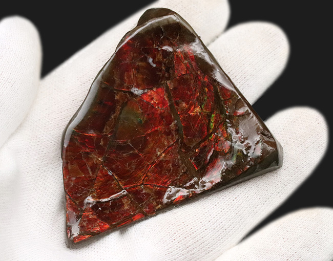 数千万年の時をへて宝石へと変化！濃い赤を呈する、宝石、アンモライト（Ammolite）の原石（その4）