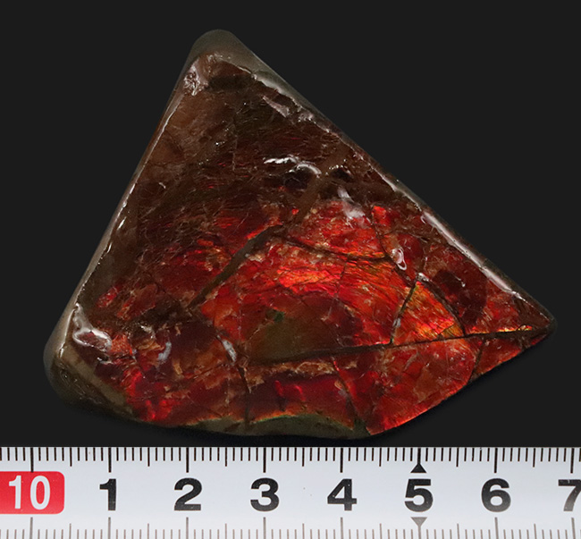 数千万年の時をへて宝石へと変化！濃い赤を呈する、宝石、アンモライト（Ammolite）の原石（その8）