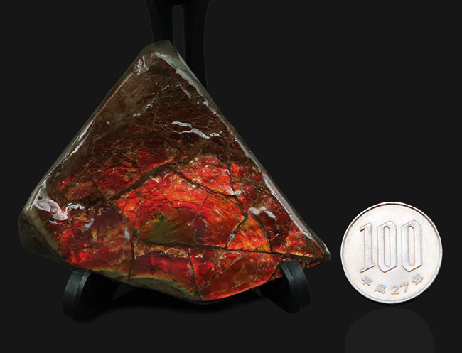 数千万年の時をへて宝石へと変化！濃い赤を呈する、宝石、アンモライト（Ammolite）の原石（その9）