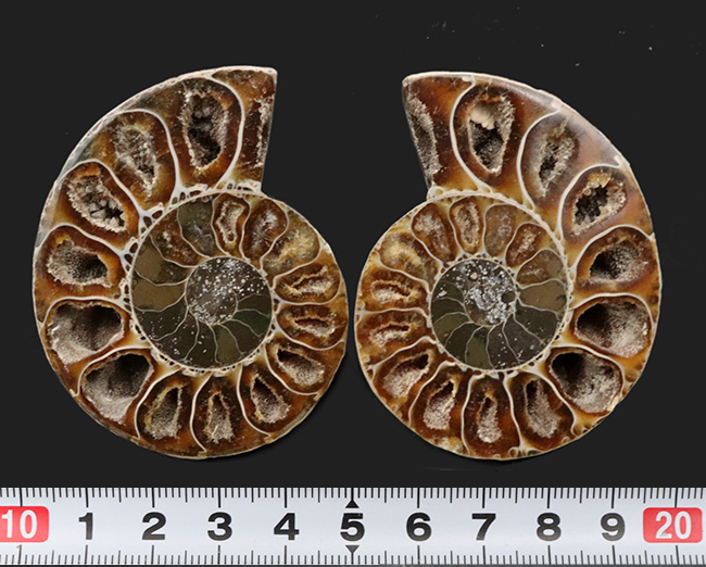 上質良品！二個で一組、マダガスカル産アンモナイト、フィロセラスのハーフカット標本（その8）