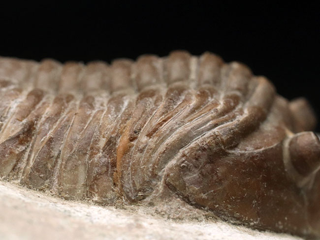 ワイド＆ビッグ！まれに見る厚みと幅！ロシア産のアサフスの特大化石