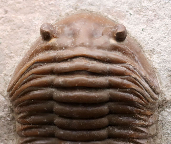 ワイド＆ビッグ！まれに見る厚みと幅！ロシア産のアサフスの特大化石