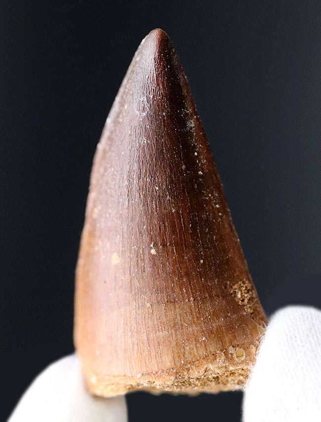 エナメル質良し、フォルム良し、良質のモササウルス(Mosasaurus)の歯化石(その2)