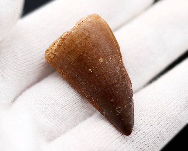 エナメル質良し、フォルム良し、良質のモササウルス(Mosasaurus)の歯化石(その4)