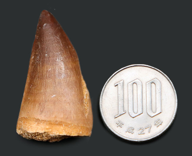 エナメル質良し、フォルム良し、良質のモササウルス(Mosasaurus)の歯化石(その7)