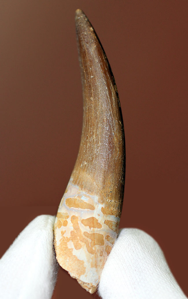 パーフェクトワン!首長竜、エラスモサウルス(Elasmosaurus sp.)の極上の歯化石(その1)