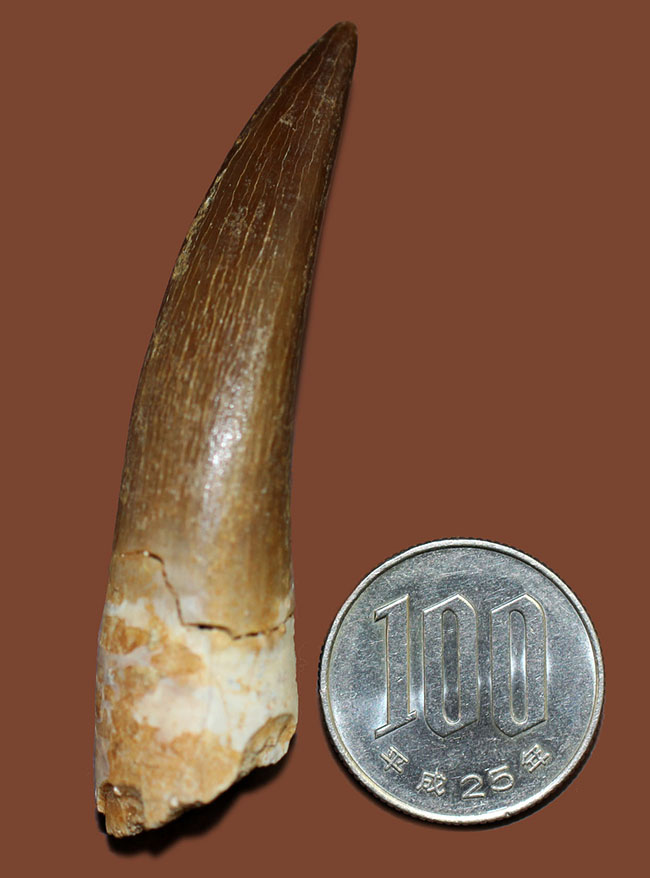 パーフェクトワン!首長竜、エラスモサウルス(Elasmosaurus sp.)の極上の歯化石(その10)