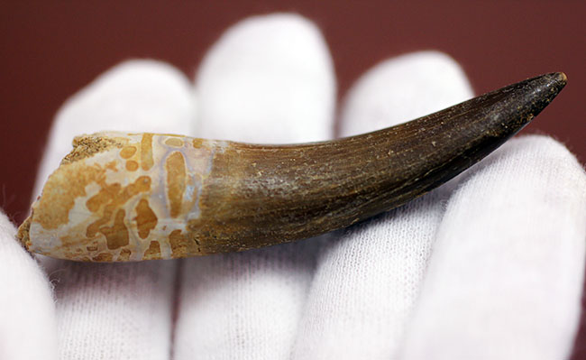 パーフェクトワン!首長竜、エラスモサウルス(Elasmosaurus sp.)の極上の歯化石(その6)