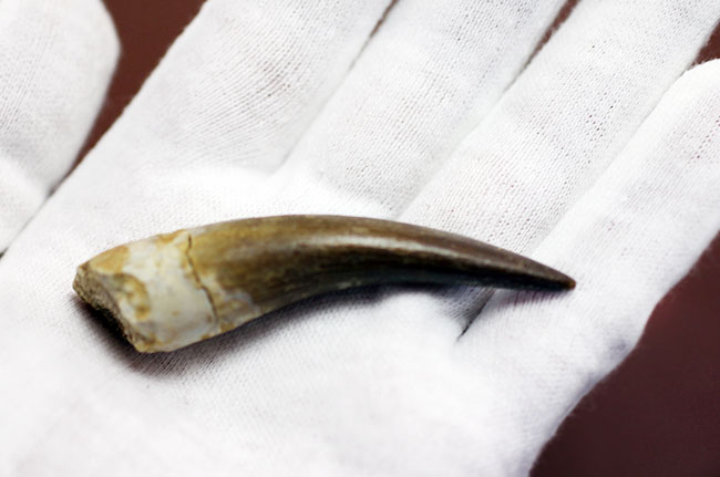 パーフェクトワン!首長竜、エラスモサウルス(Elasmosaurus sp.)の極上の歯化石(その7)