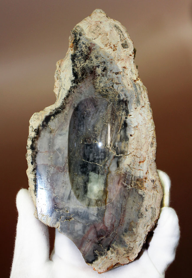 中央にくぼみあり。小物入れとしても使えるブラジル産珪化木（petrified wood）（その3）