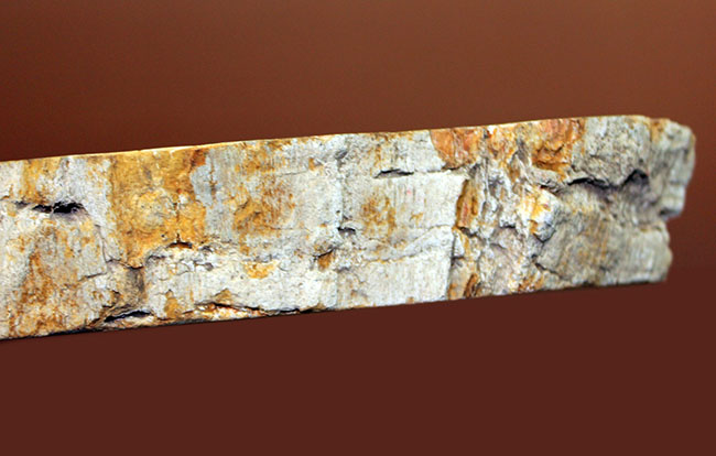 中央にくぼみあり。小物入れとしても使えるブラジル産珪化木（petrified wood）（その6）