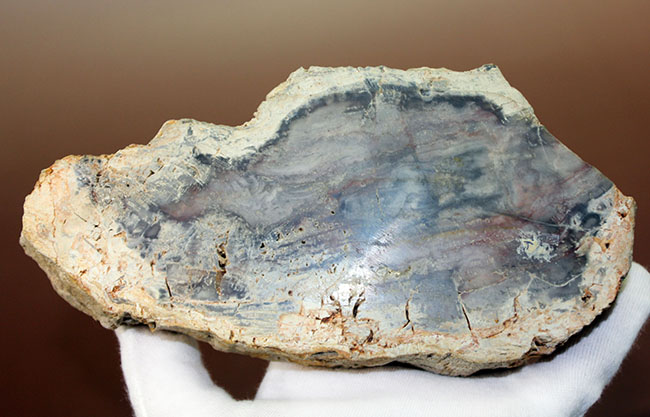 中央にくぼみあり。小物入れとしても使えるブラジル産珪化木（petrified wood）（その7）