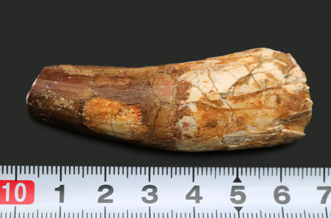 もともとは成体の巨大歯。上部先端が欠損しているゆえにサービスプライスにてご提供！周長６センチオーバーの太いスピノサウルス（Spinosaurus）歯化石（その6）