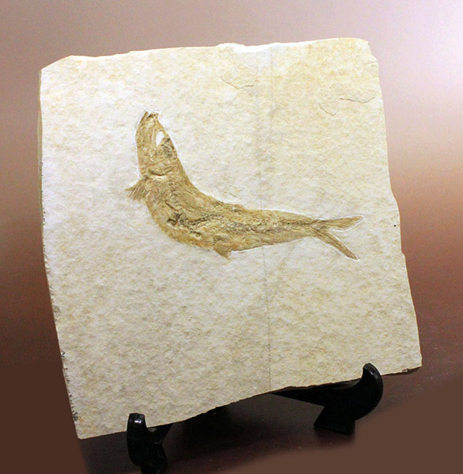 ヌメリゴイの仲間、古代魚化石（Jianghanichtys sp.） 化石 販売