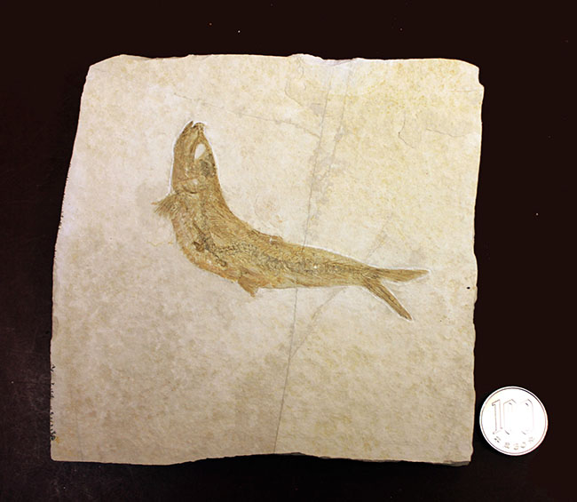 良好な保存状態を示す、ドイツ・ゾルンフォーフェン産の古代魚の化石、レプトレピス（Leptolepis stratiformis）（その10）