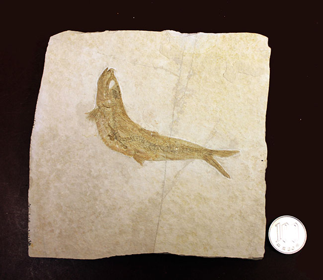 良好な保存状態を示す、ドイツ・ゾルンフォーフェン産の古代魚の化石、レプトレピス(Leptolepis stratiformis)(その10)