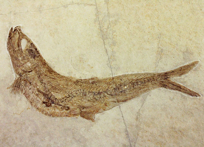 良好な保存状態を示す、ドイツ・ゾルンフォーフェン産の古代魚の化石、レプトレピス（Leptolepis stratiformis）（その2）