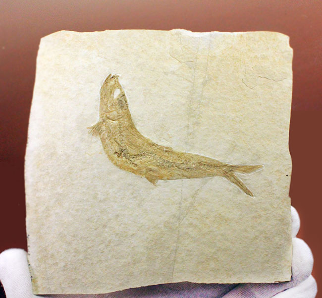 良好な保存状態を示す、ドイツ・ゾルンフォーフェン産の古代魚の化石、レプトレピス（Leptolepis stratiformis）（その3）