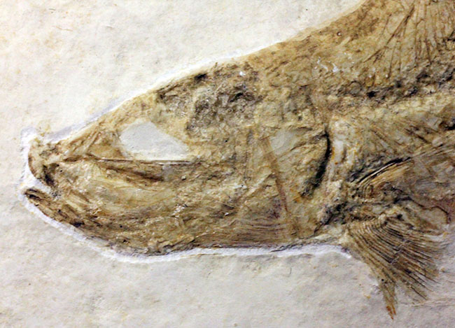 良好な保存状態を示す、ドイツ・ゾルンフォーフェン産の古代魚の化石、レプトレピス（Leptolepis stratiformis）（その4）