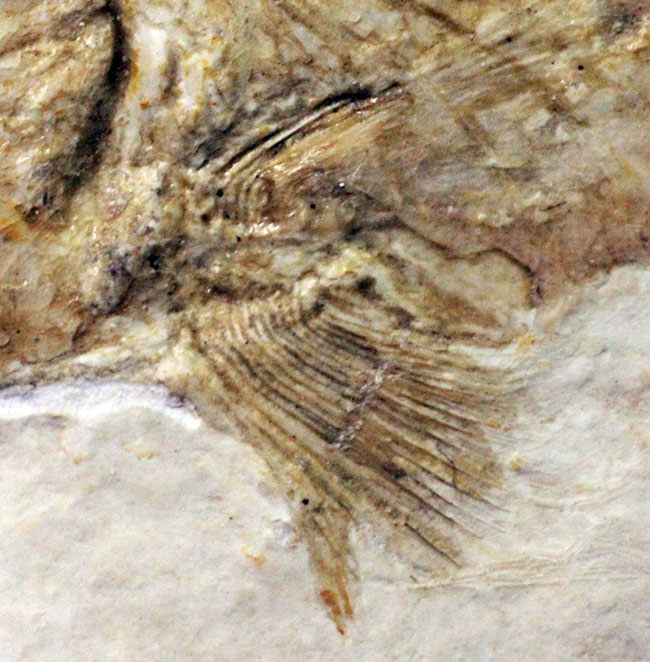 良好な保存状態を示す、ドイツ・ゾルンフォーフェン産の古代魚の化石、レプトレピス（Leptolepis stratiformis）（その5）