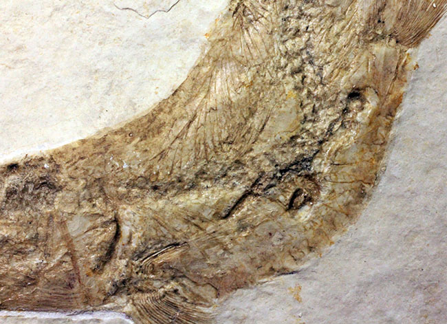 良好な保存状態を示す、ドイツ・ゾルンフォーフェン産の古代魚の化石、レプトレピス（Leptolepis stratiformis）（その6）