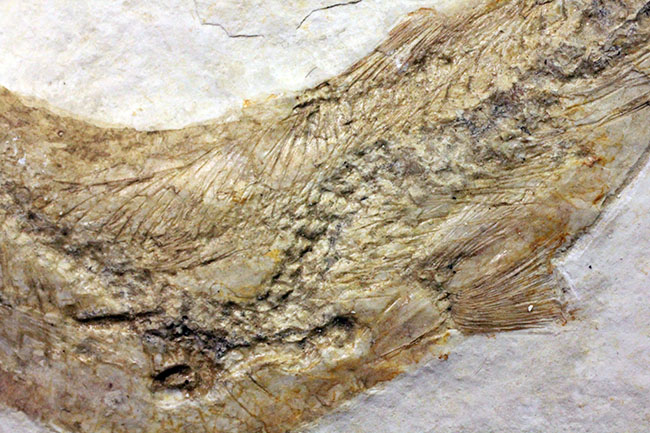 良好な保存状態を示す、ドイツ・ゾルンフォーフェン産の古代魚の化石、レプトレピス(Leptolepis stratiformis)(その7)