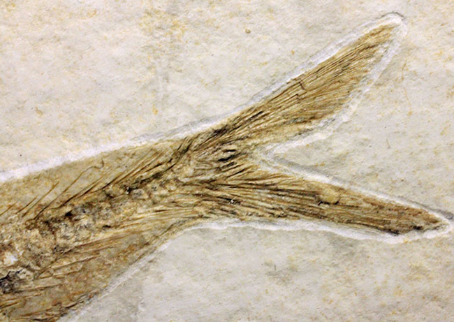 良好な保存状態を示す、ドイツ・ゾルンフォーフェン産の古代魚の化石、レプトレピス（Leptolepis stratiformis）（その8）