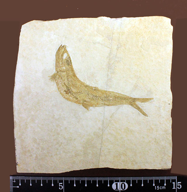 良好な保存状態を示す、ドイツ・ゾルンフォーフェン産の古代魚の化石、レプトレピス(Leptolepis stratiformis)(その9)