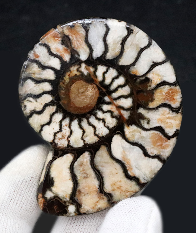 ６センチ台！隔壁を黒く染めたヘンマタイトが特徴的なモロッコ産のアンモナイト（Ammonite）（その1）