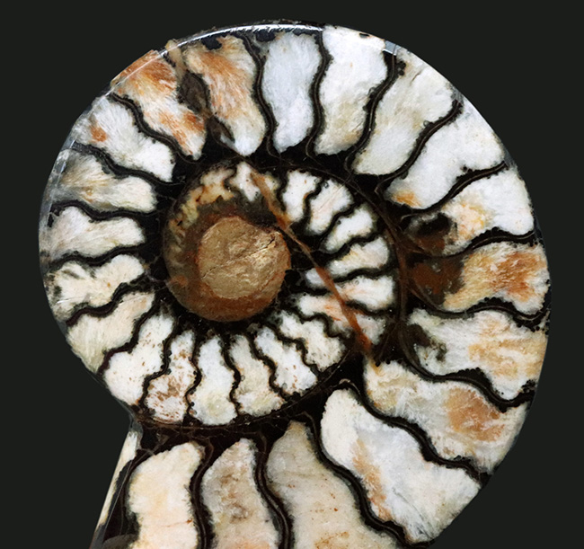 ６センチ台！隔壁を黒く染めたヘンマタイトが特徴的なモロッコ産のアンモナイト（Ammonite）（その2）
