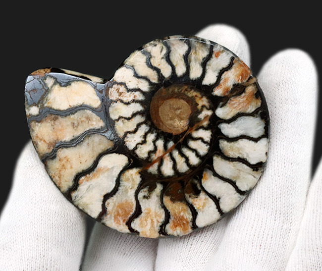 ６センチ台！隔壁を黒く染めたヘンマタイトが特徴的なモロッコ産のアンモナイト（Ammonite）（その3）