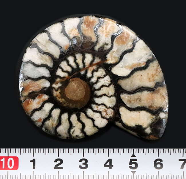 ６センチ台！隔壁を黒く染めたヘンマタイトが特徴的なモロッコ産のアンモナイト（Ammonite）（その5）