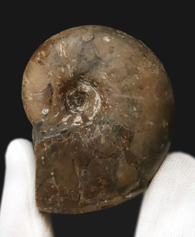 3センチ超えの分厚い殻形……北海道の白亜紀層から採集された、分厚いデスモセラス（Desmoceras）（その2）