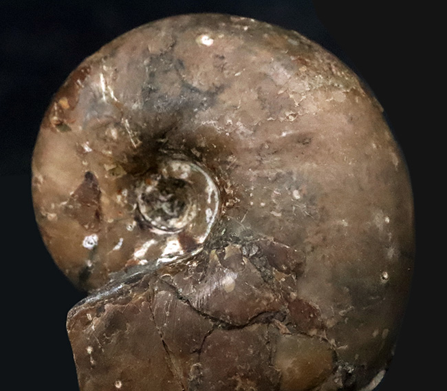 3センチ超えの分厚い殻形……北海道の白亜紀層から採集された、分厚いデスモセラス（Desmoceras）（その3）