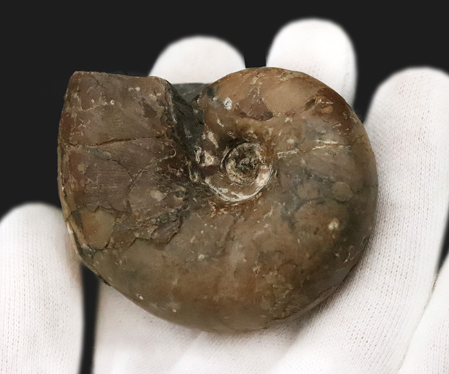 3センチ超えの分厚い殻形……北海道の白亜紀層から採集された、分厚いデスモセラス（Desmoceras）（その4）