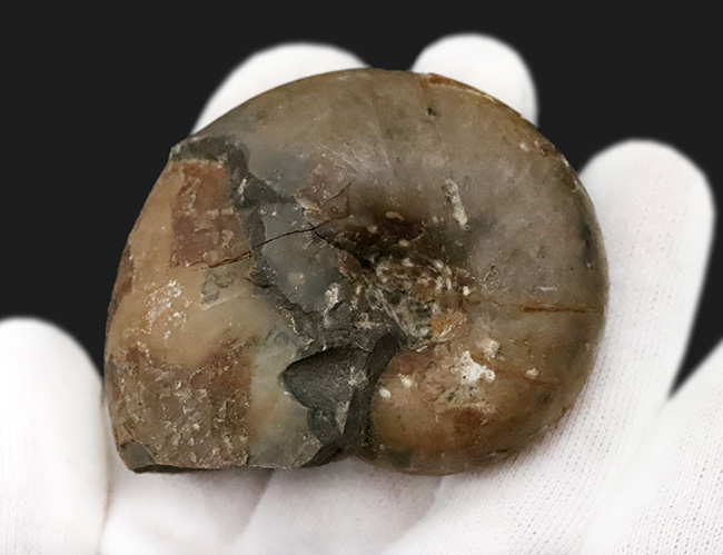 3センチ超えの分厚い殻形……北海道の白亜紀層から採集された、分厚いデスモセラス（Desmoceras）（その5）