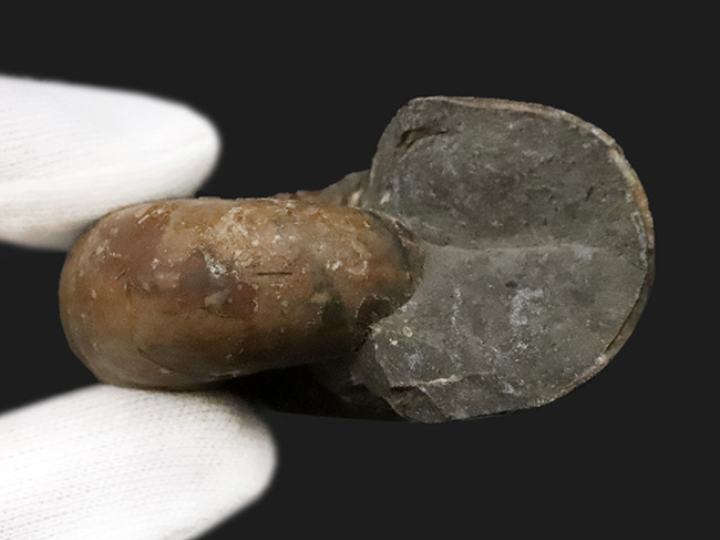 3センチ超えの分厚い殻形……北海道の白亜紀層から採集された、分厚いデスモセラス（Desmoceras）（その6）