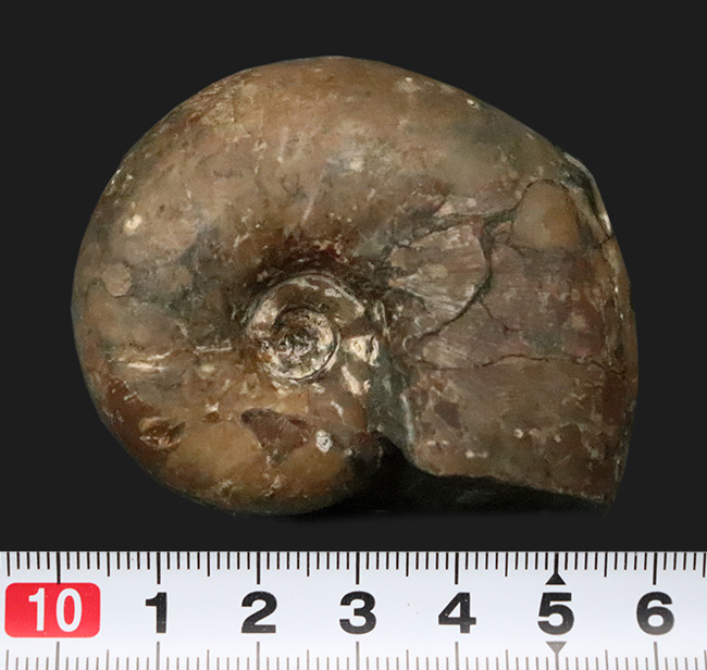 3センチ超えの分厚い殻形……北海道の白亜紀層から採集された、分厚いデスモセラス（Desmoceras）（その7）