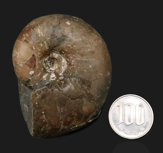 3センチ超えの分厚い殻形……北海道の白亜紀層から採集された、分厚いデスモセラス（Desmoceras）（その8）