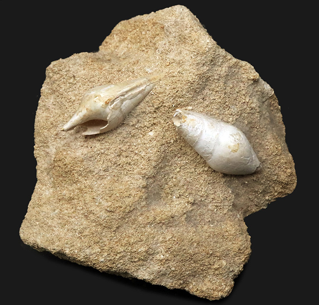 白い記憶、海の歌、フランス・シャンパーニュ地方産の美しい美しき貝殻（腹足類）の化石（その1）