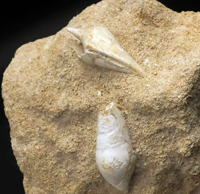 白い記憶、海の歌、フランス・シャンパーニュ地方産の美しい美しき貝殻（腹足類）の化石（その2）