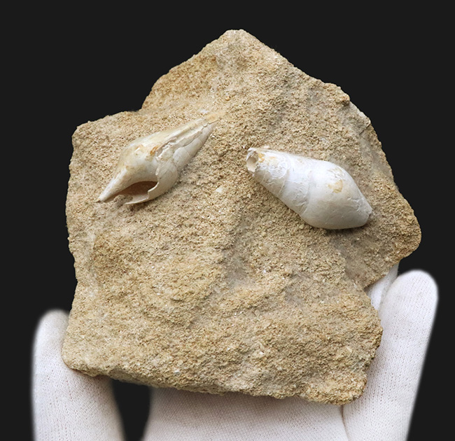 白い記憶、海の歌、フランス・シャンパーニュ地方産の美しい美しき貝殻（腹足類）の化石（その3）