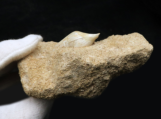 白い記憶、海の歌、フランス・シャンパーニュ地方産の美しい美しき貝殻（腹足類）の化石（その5）