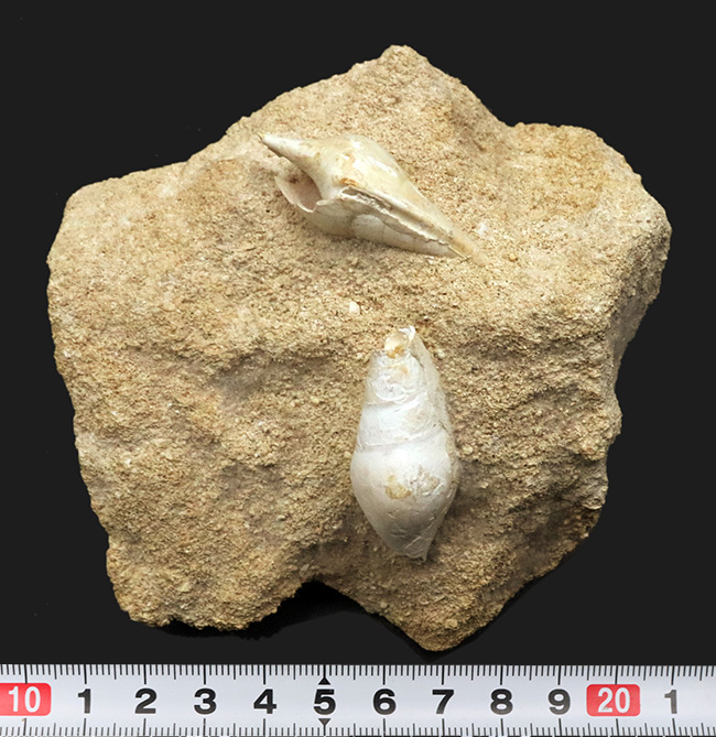 白い記憶、海の歌、フランス・シャンパーニュ地方産の美しい美しき貝殻（腹足類）の化石（その6）