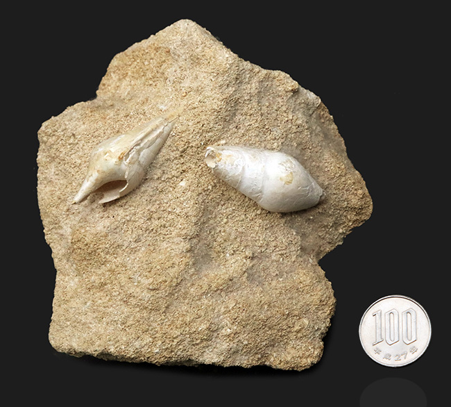 白い記憶、海の歌、フランス・シャンパーニュ地方産の美しい美しき貝殻（腹足類）の化石（その7）