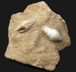 白い記憶、海の歌、フランス・シャンパーニュ地方産の美しい美しき貝殻（腹足類）の化石