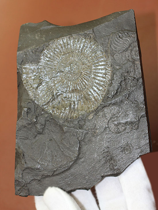 人気の黒ジュラ。ジュラ紀を代表するアンモナイト、ダクチリオセラス(Dactylioceras commune)(その1)