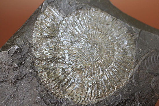 人気の黒ジュラ。ジュラ紀を代表するアンモナイト、ダクチリオセラス(Dactylioceras commune)(その3)