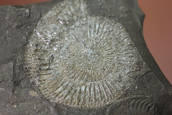 人気の黒ジュラ。ジュラ紀を代表するアンモナイト、ダクチリオセラス(Dactylioceras commune)(その4)